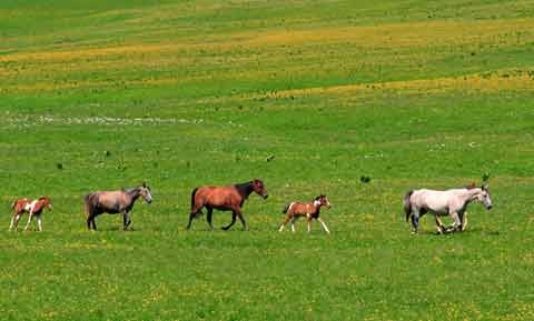 Лошади на плато